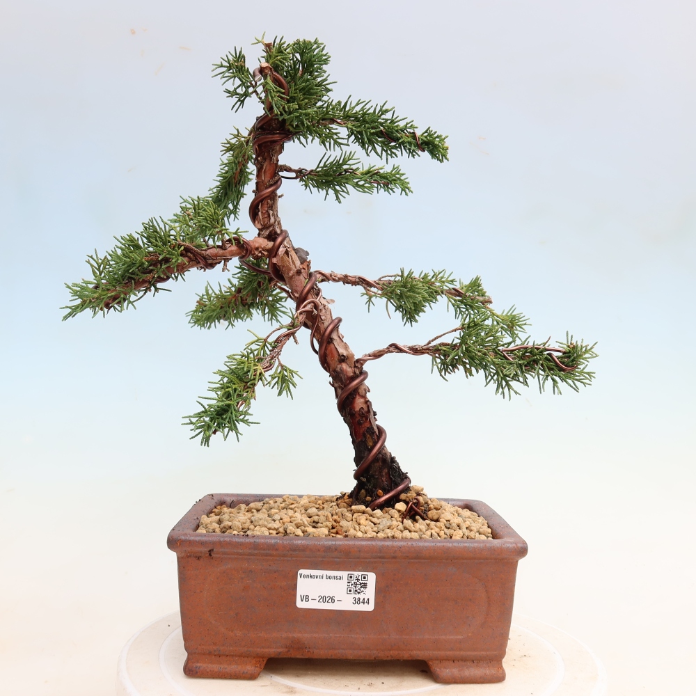 Kültéri bonsai - Juniperus chinensis Kishu