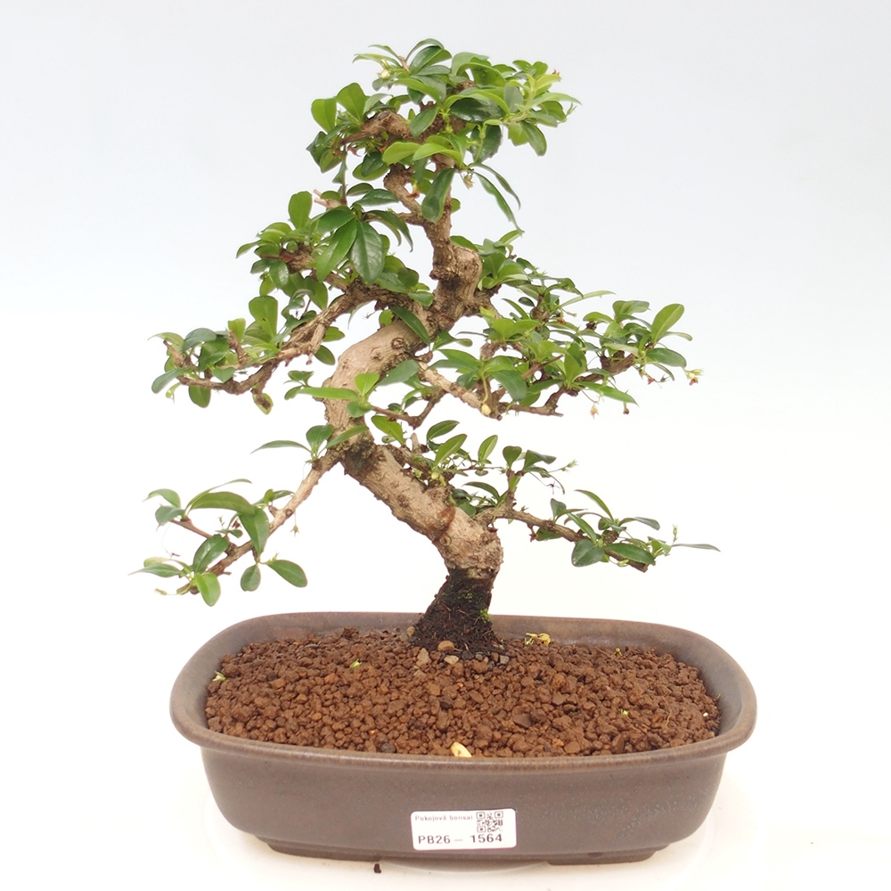 Szobai bonsai - Carmona macrophylla - Tea fuki