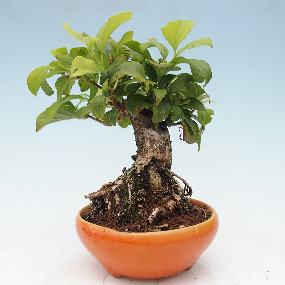Kültéri bonsai - Celastrus orbiculatus