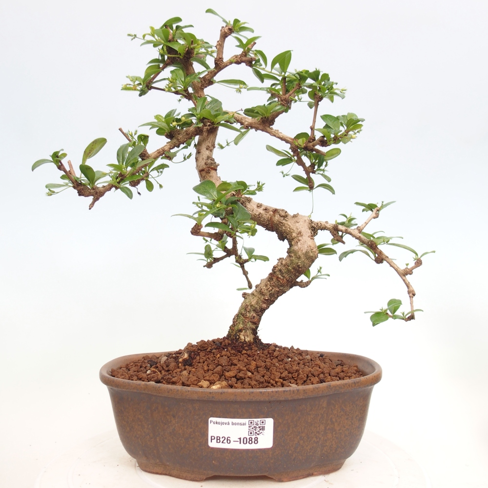 Szobai bonsai - Carmona macrophylla - Tea fuki