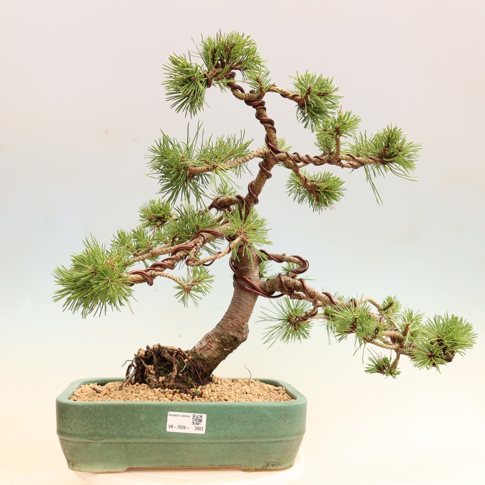Kültéri bonsai – Pinus mugo Humpy – Törpefenyő