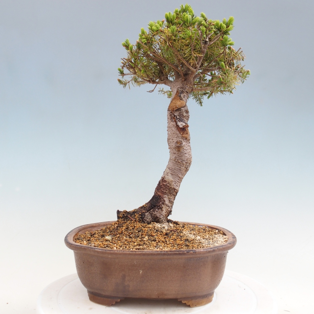 Kültéri bonsai - lucfenyő - Picea glauca globe