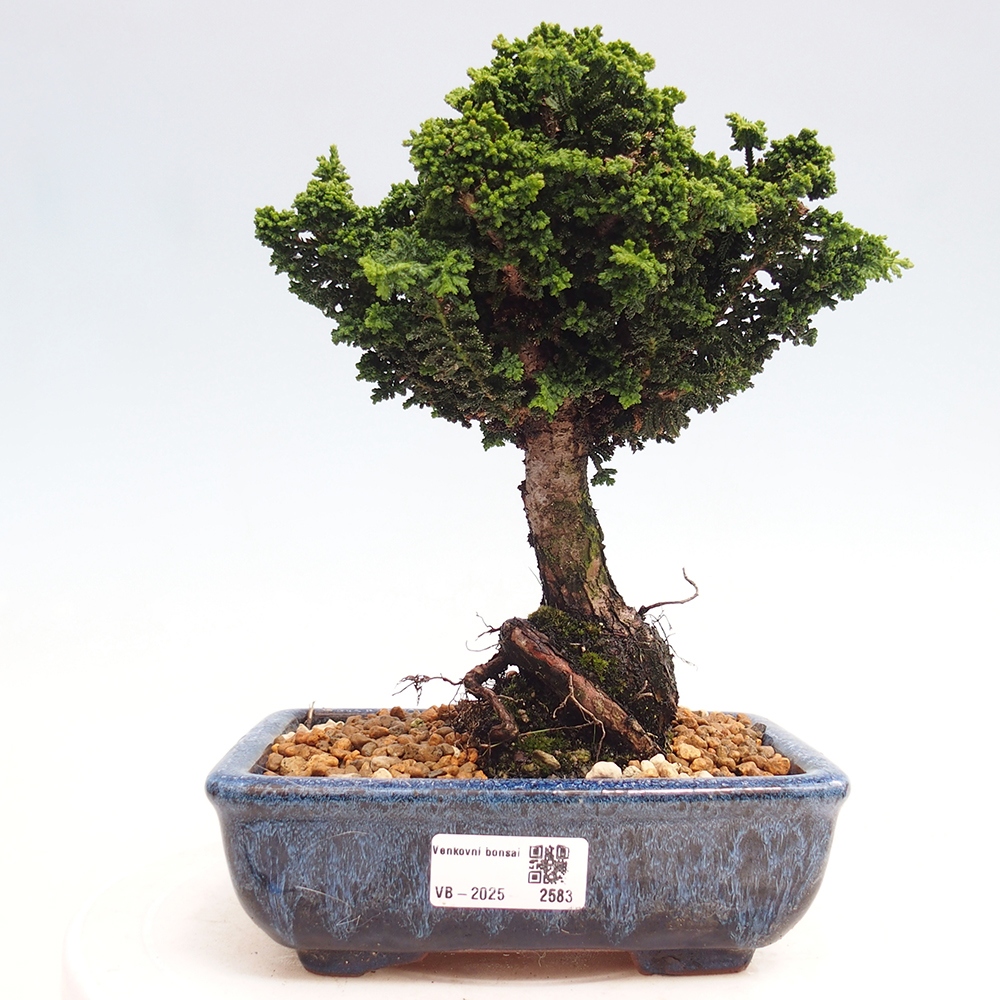Kültéri bonsai - Cham. obtusa SEKKA HINOKI - Cifra ciprus