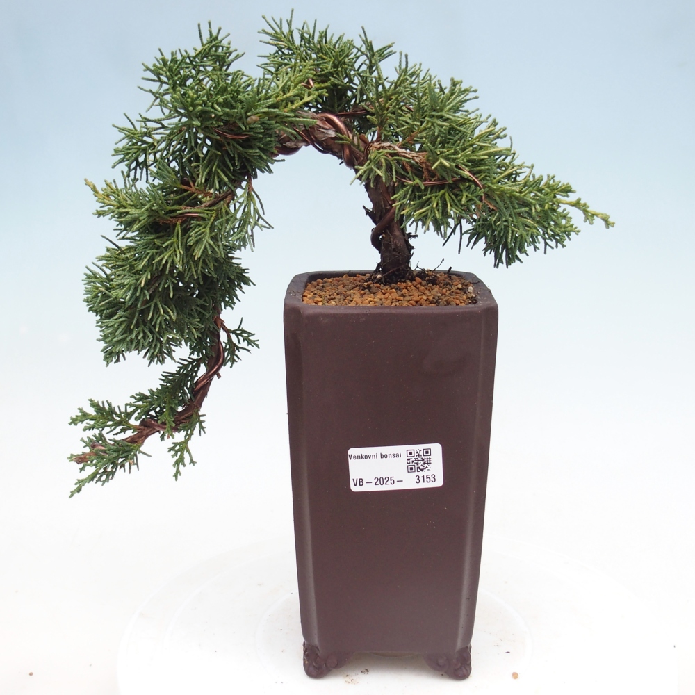 Kültéri bonsai - Juniperus chinensis Kishu