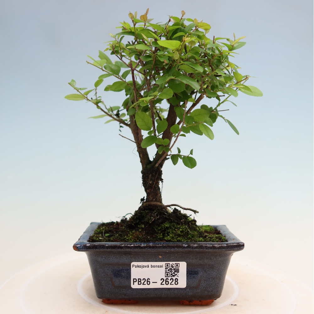 Szobai bonsai - Sageretia thea - Sageretia thea