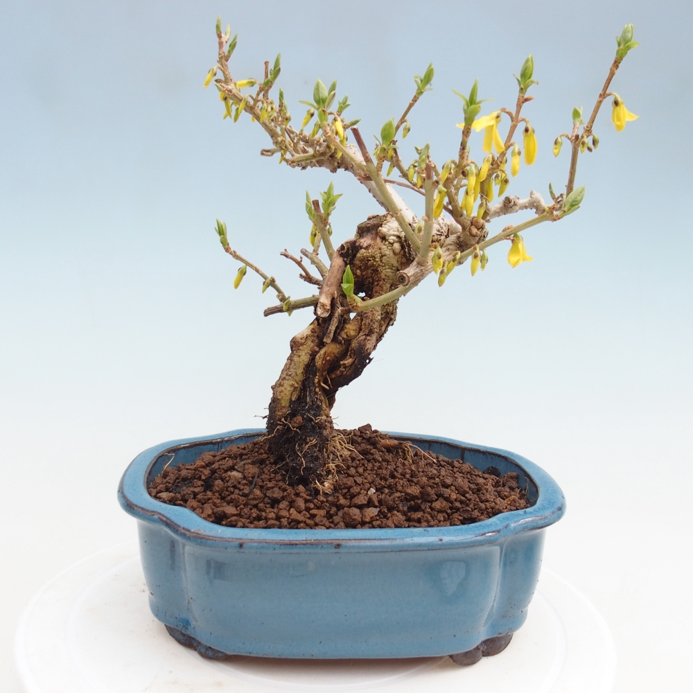 Kültéri bonsai - Zlatice - Forsythia koreana