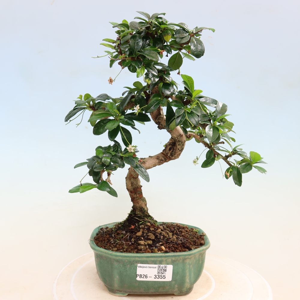 Szobai bonsai - Carmona macrophylla - Tea fuki