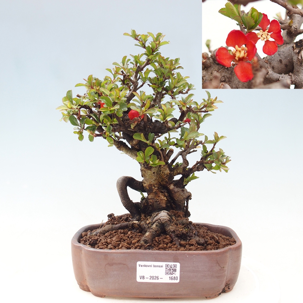 Kültéri bonsai - Chaneomeles speciosa - birs
