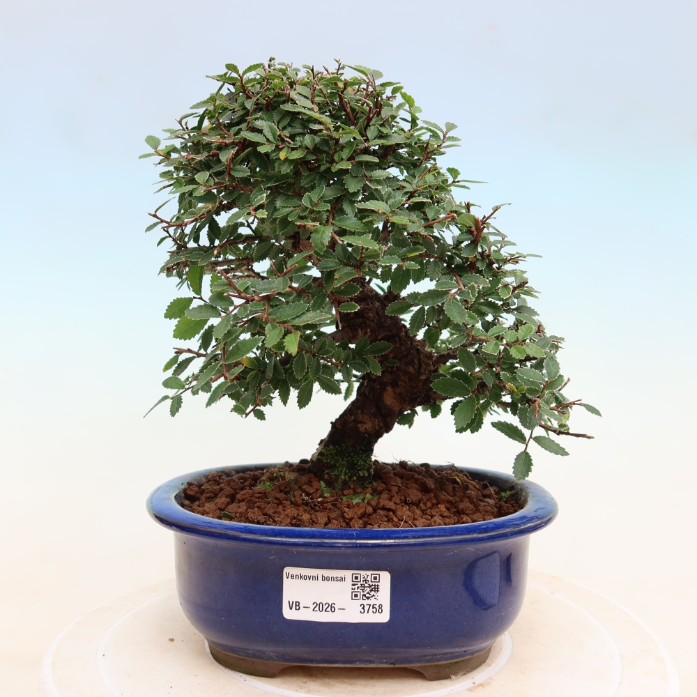 Kültéri bonsai - Zelkova - Zelkova NIRE