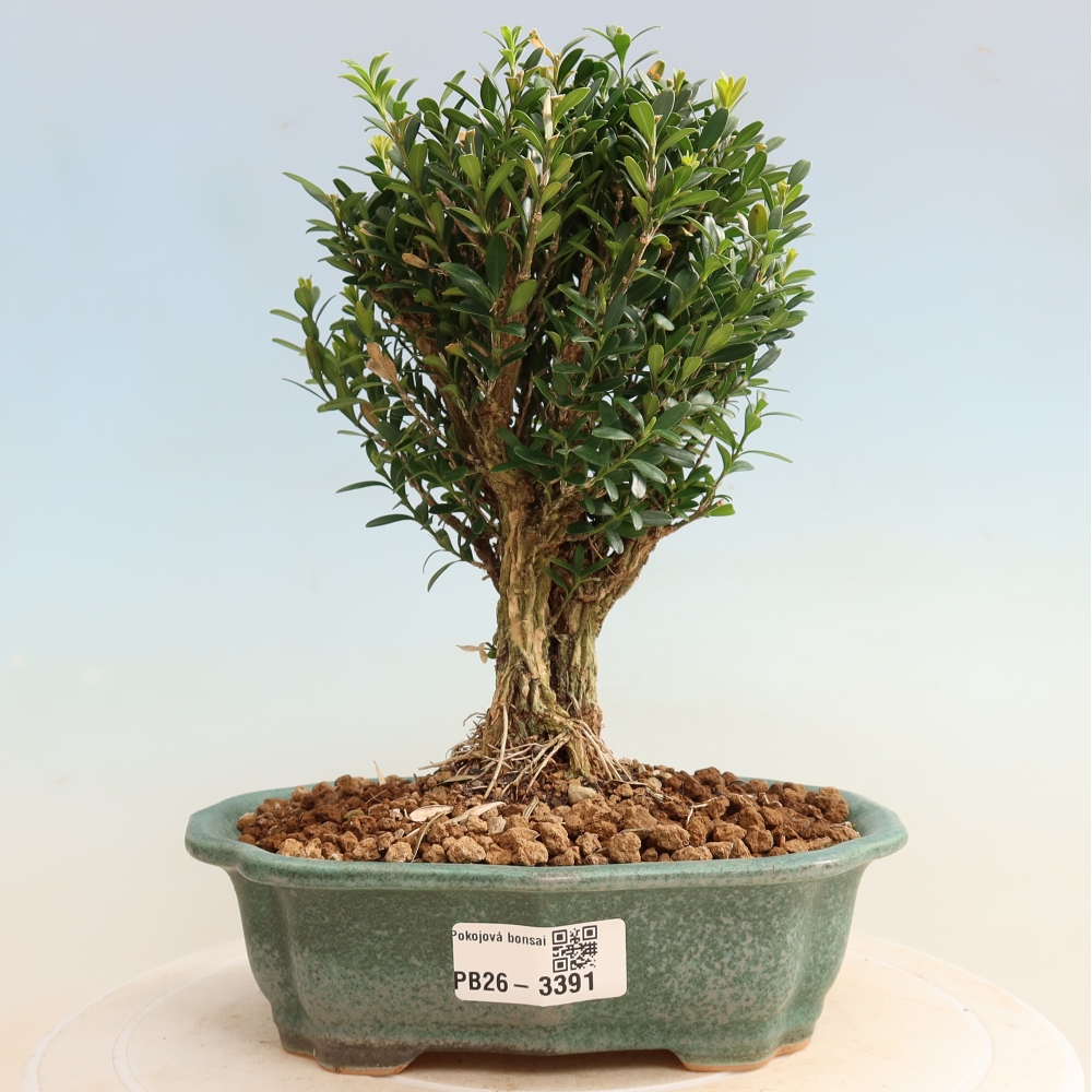 Szobai bonsai - Buxus harlandii - parafa buxus