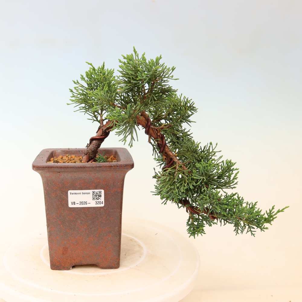 Kültéri bonsai - Juniperus chinensis Kishu
