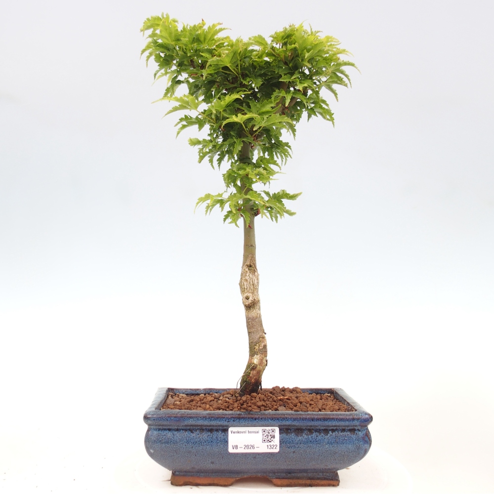 Kültéri bonsai -Javor pálma Acer palmatum Shishigashira