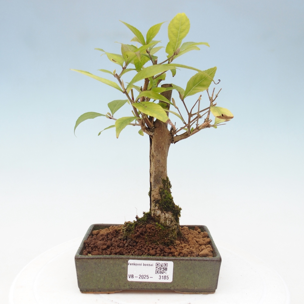 Kültéri bonsai - Callicarpa japonica