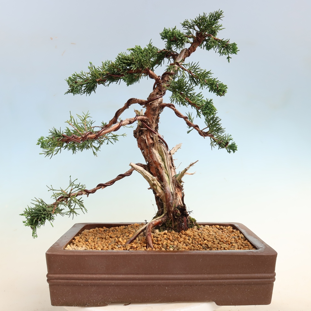 Kültéri bonsai - Juniperus chinensis Kishu