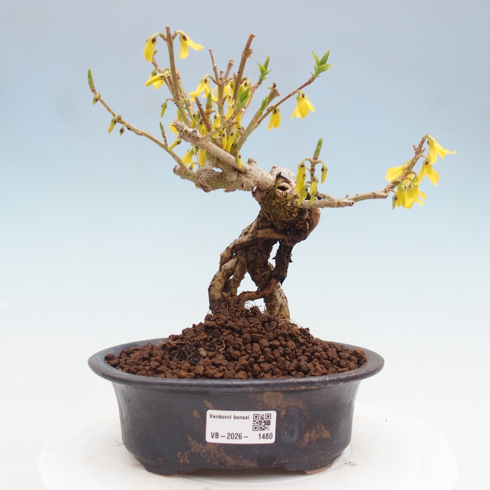 Kültéri bonsai - Zlatice - Forsythia koreana