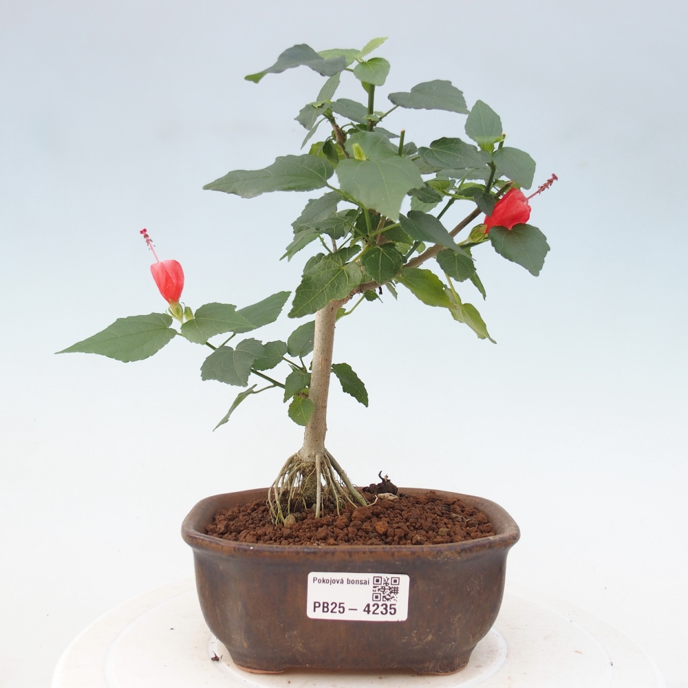 Beltéri bonsai - Malvaviscus arboreus