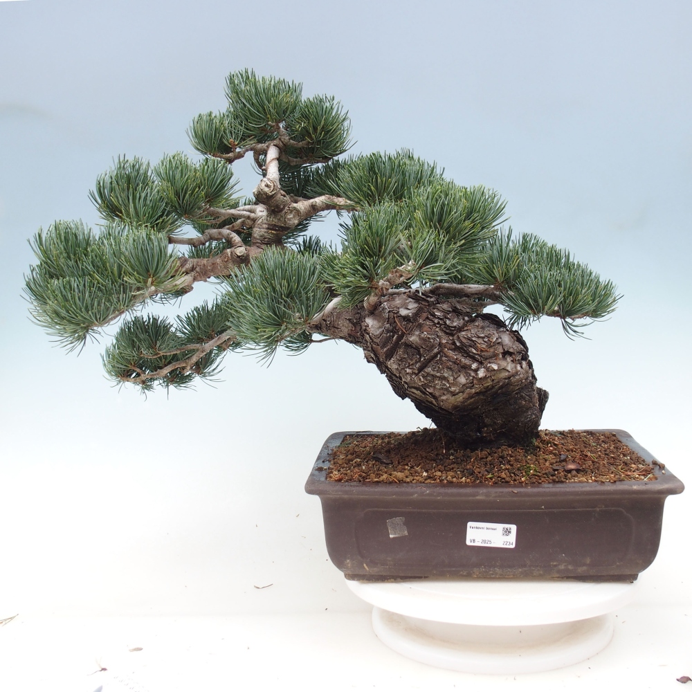 Kültéri bonsai - Pinus parviflora - Pinus parviflora