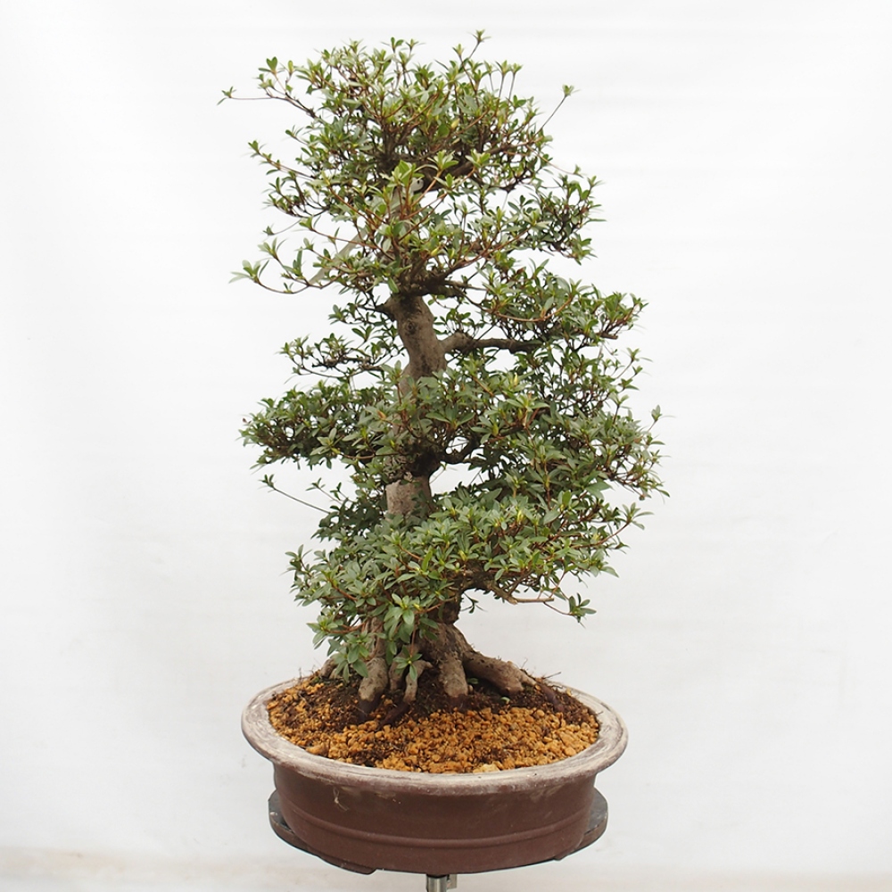 Kültéri bonsai - Japán azálea - Azalea Byakuren