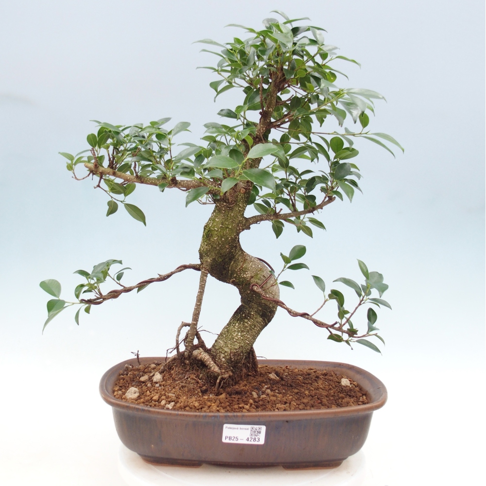 Szobai bonsai - Ficus retusa - kislevelű fikusz