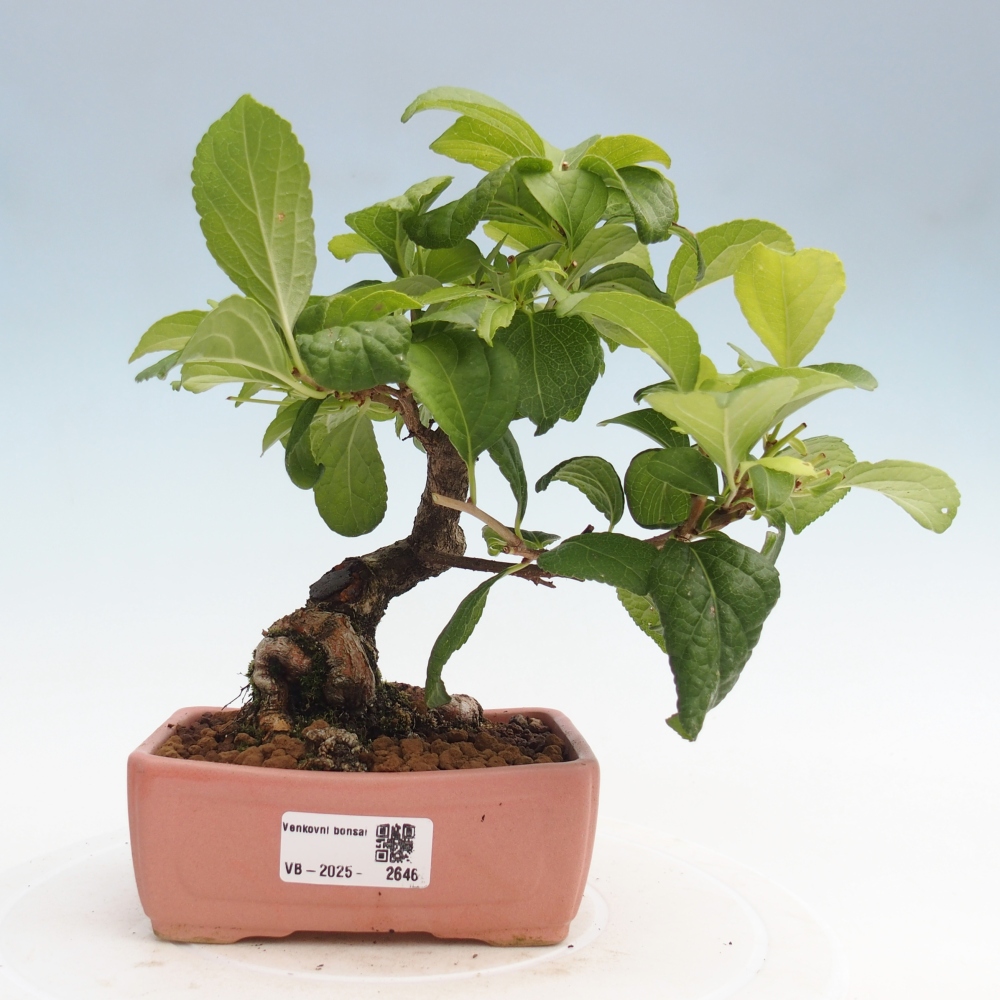 Kültéri bonsai - Celastrus orbiculatus
