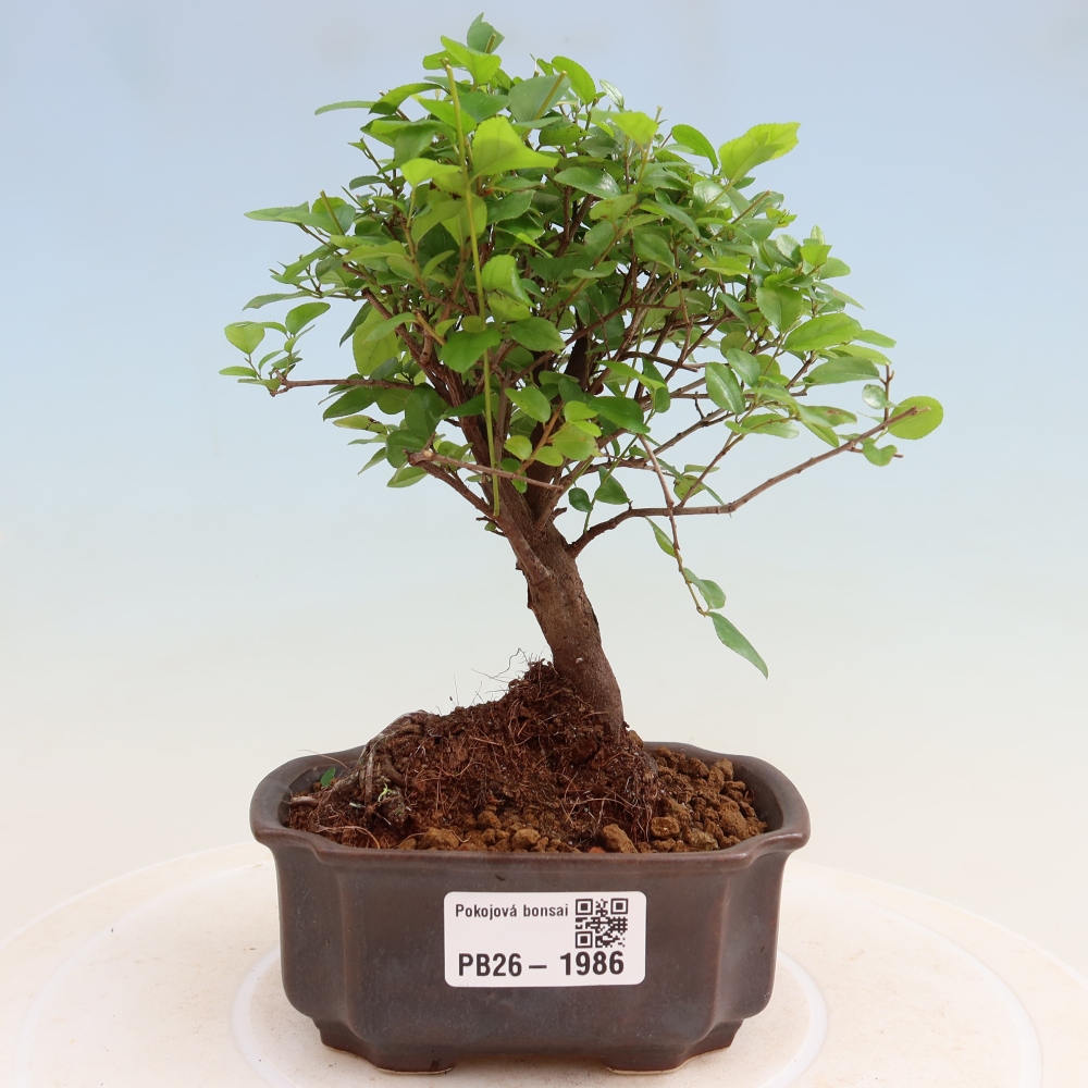 Szobai bonsai - Sageretia thea - Sageretia thea