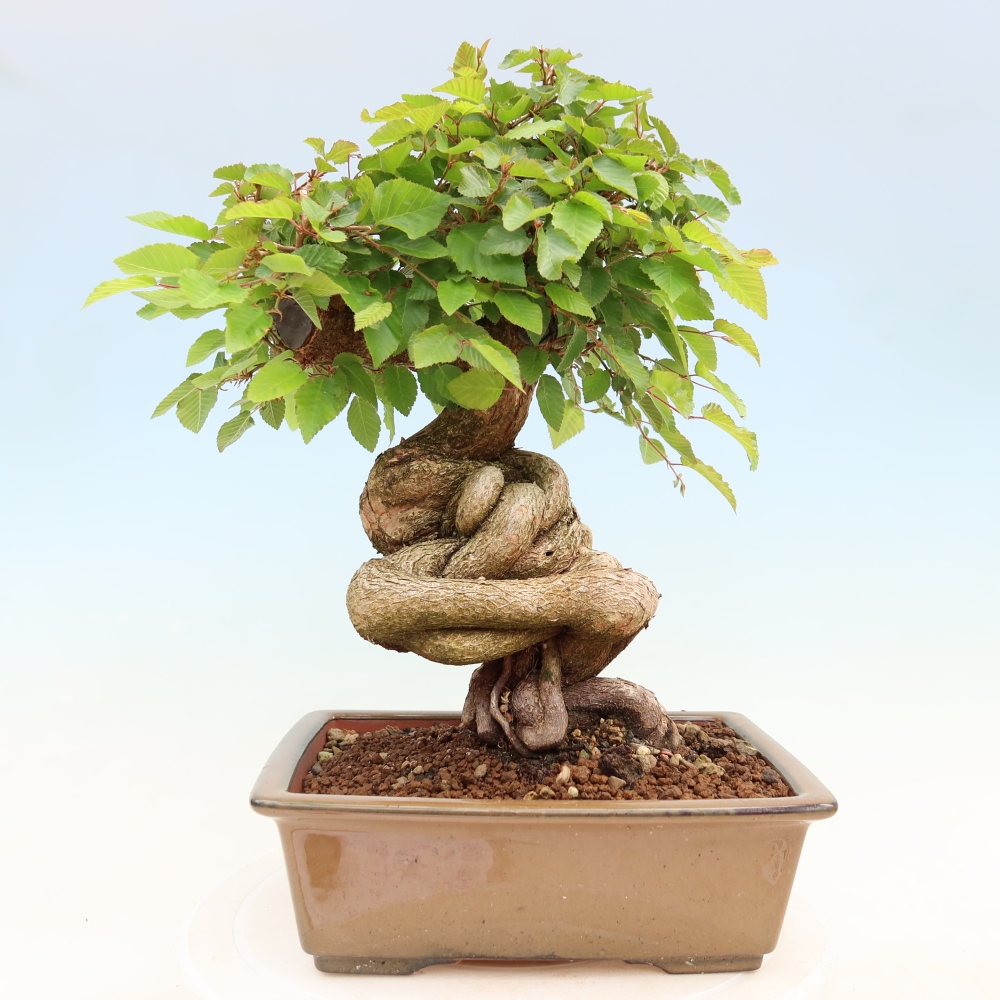 Kültéri bonsai -Carpinus Coreana - Koreai gyertyánfa
