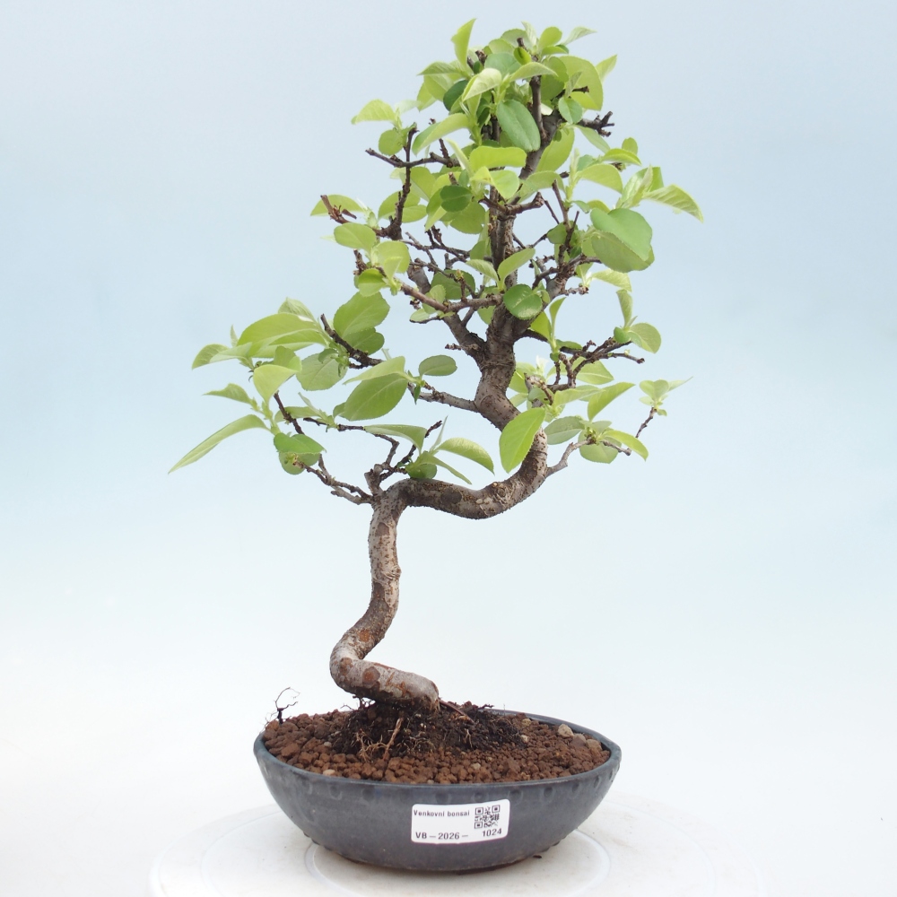 Kültéri bonsai - Chaneomeles chinensis
