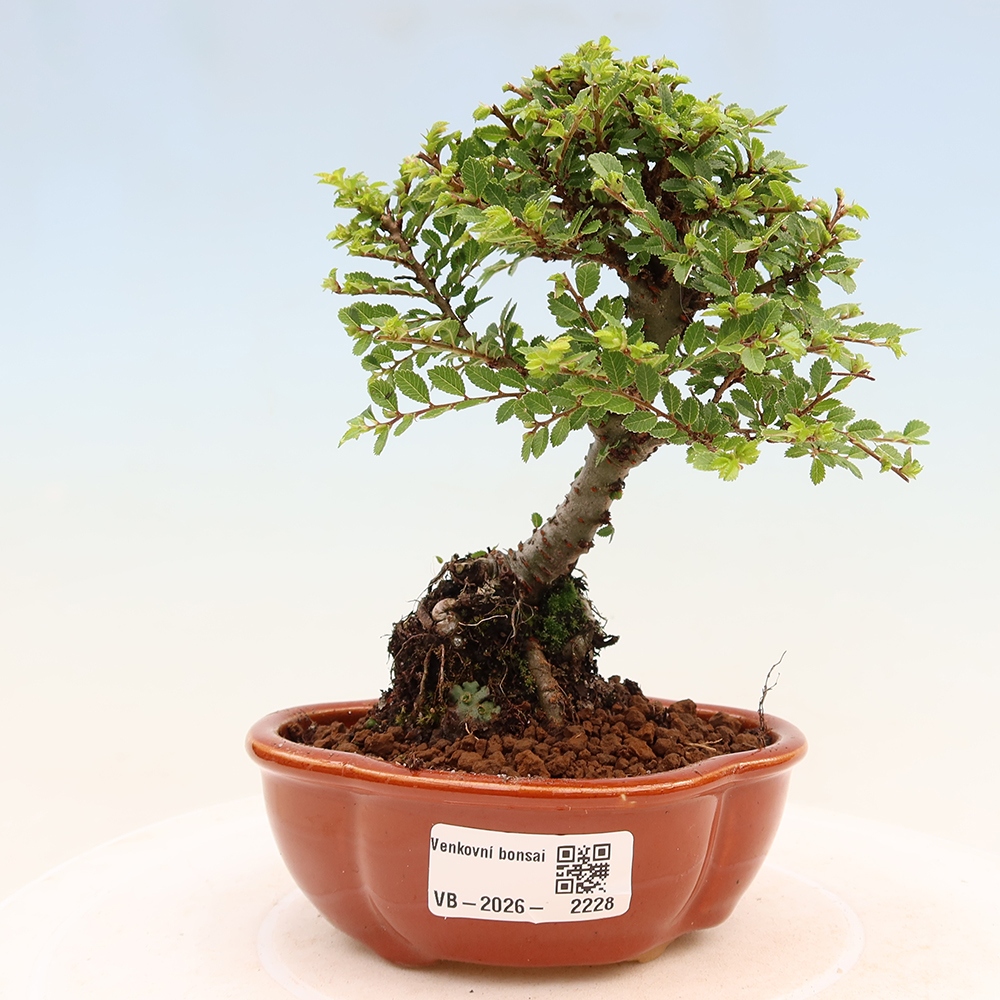 Kültéri bonsai - Ulmus parvifolia Sagei - Kislevelű szilfa