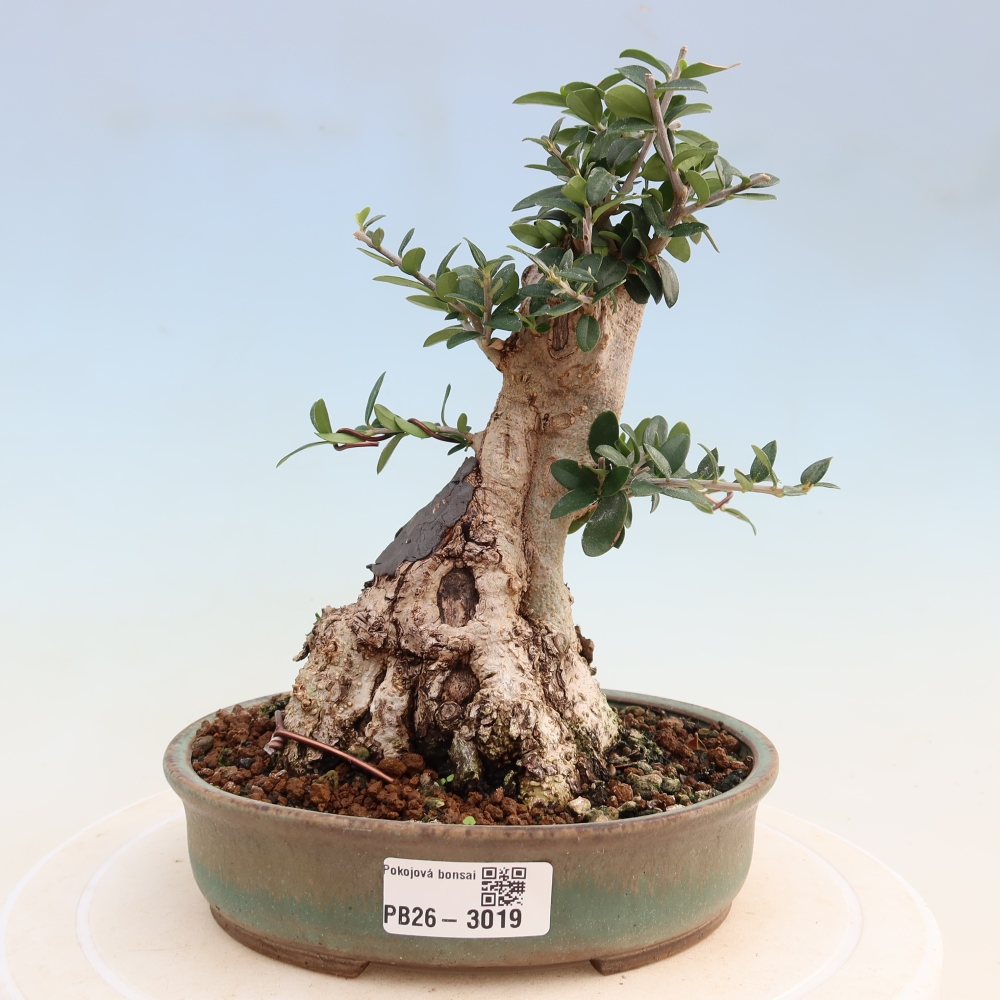 Beltéri bonsai - Olea europaea sylvestris