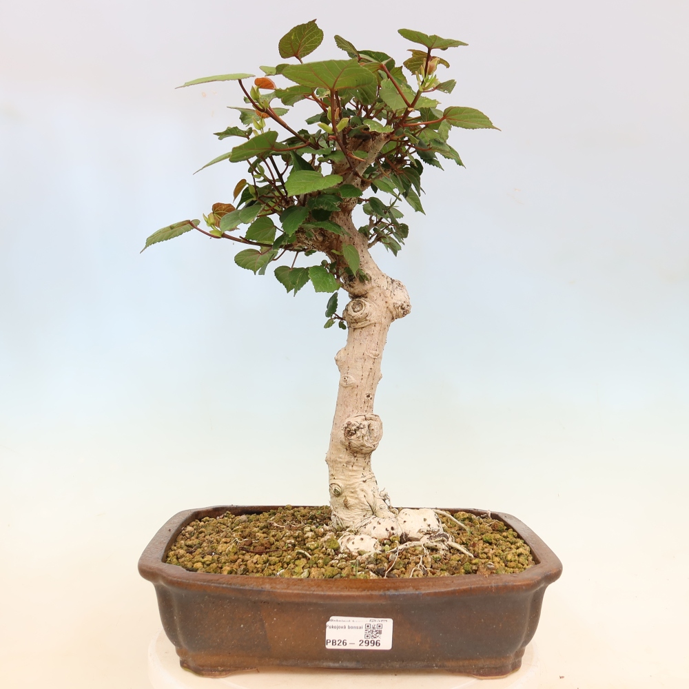 Beltéri bonsai - Hibiscus tiliaceus - tengeri hibiszkusz