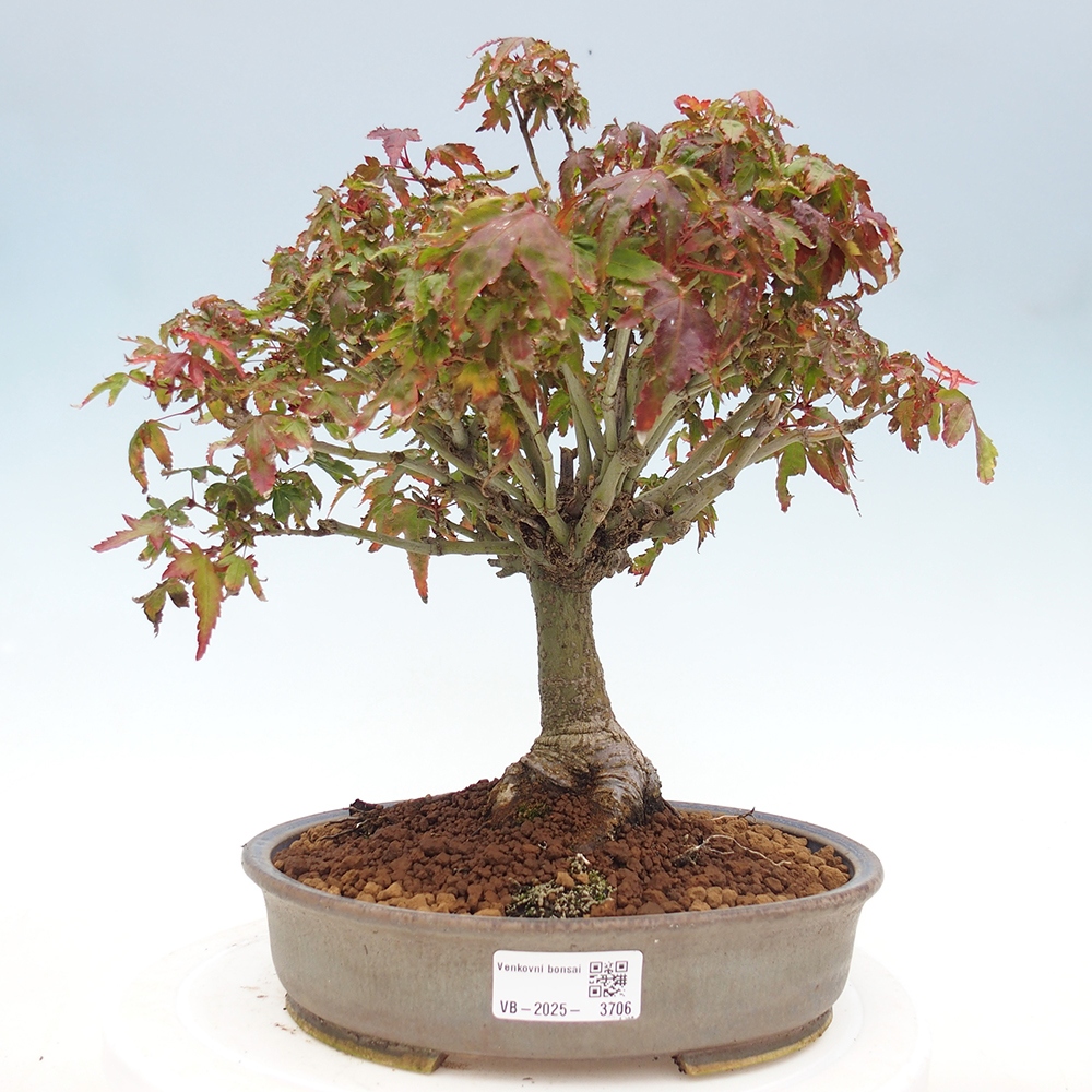 Acer palmatum KIOHIME - Pálma juhar