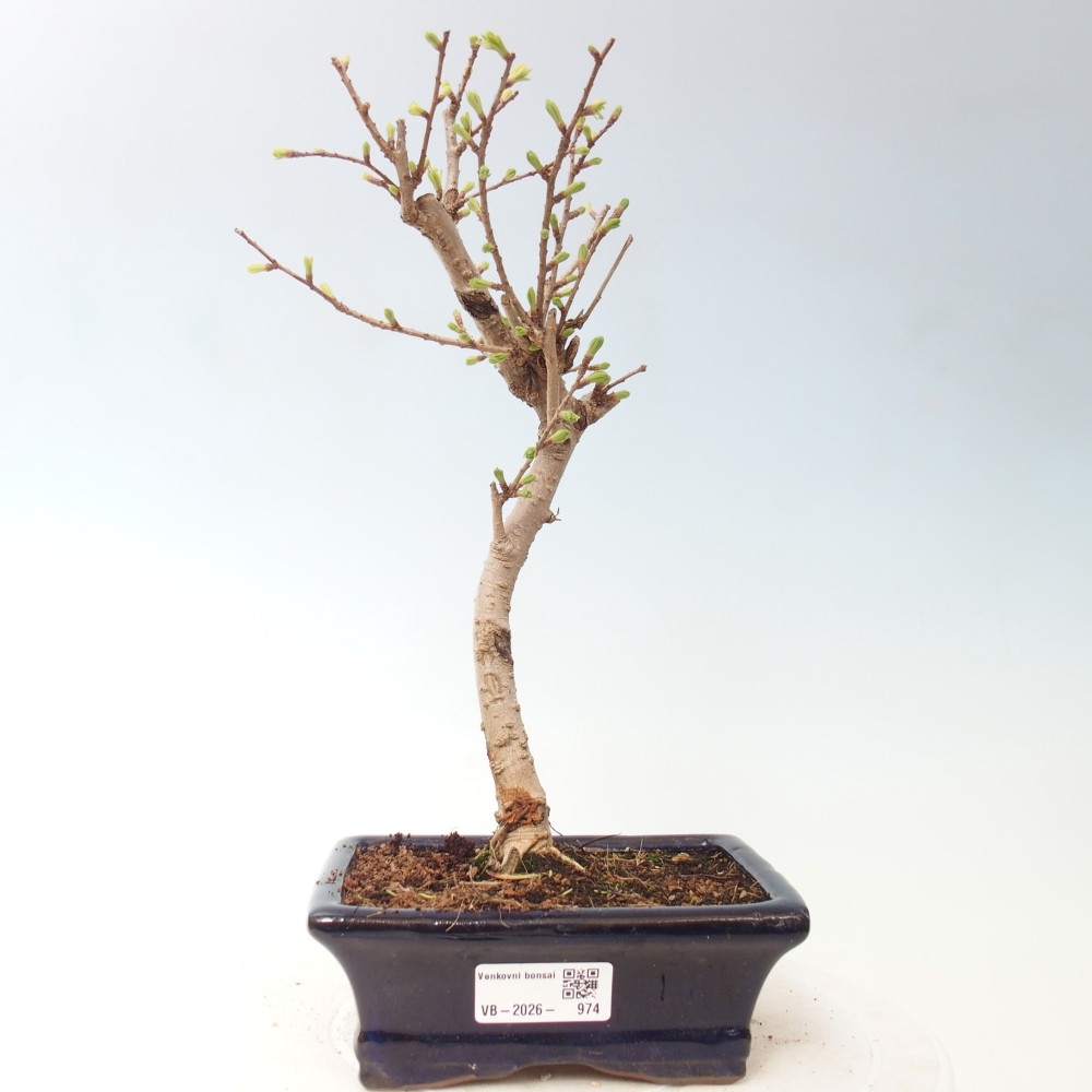 Kültéri bonsai -Pseudolarix amabis-Pseudolarix amabis-Pseudolarix amabis
