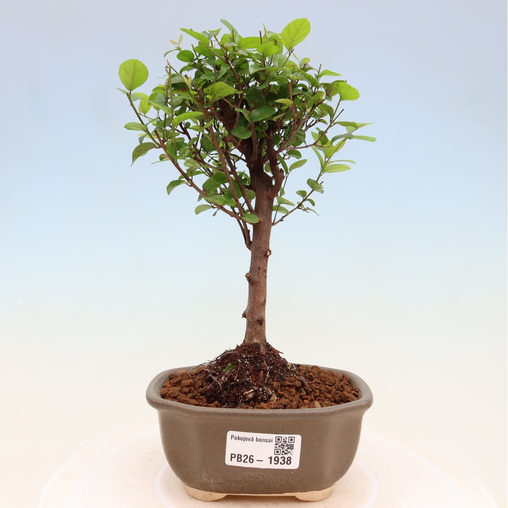 Szobai bonsai - Sageretia thea - Sageretia thea