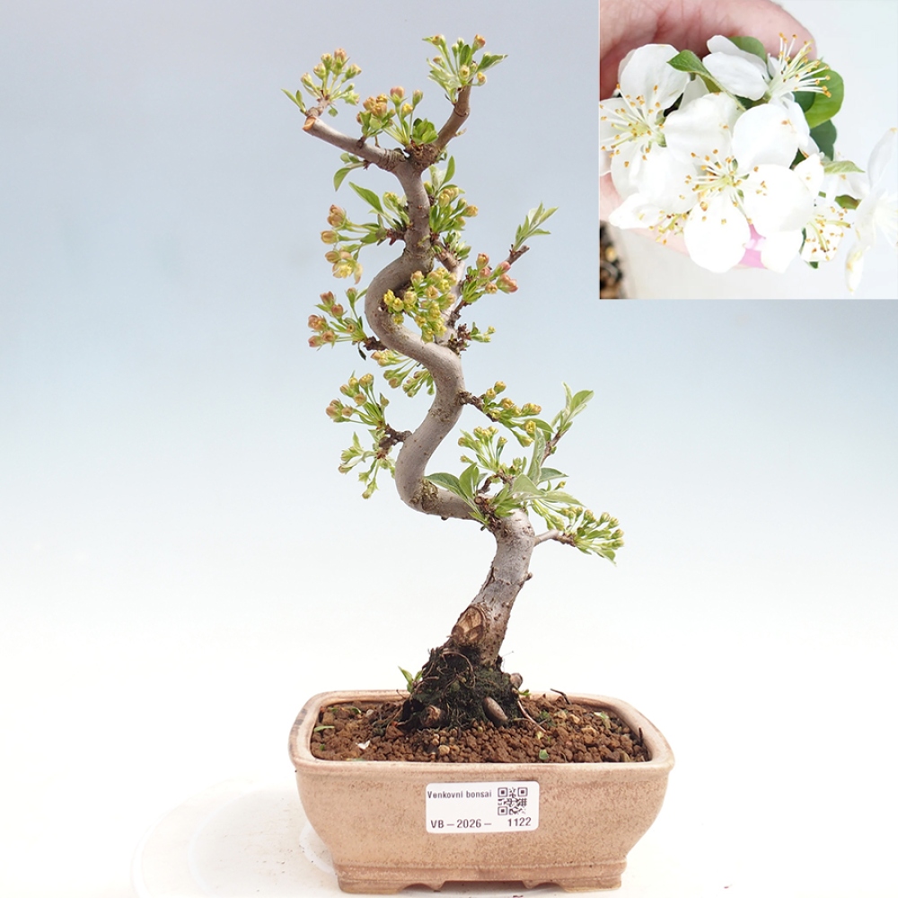 Kültéri bonsai - Malus sargentii - Kis gyümölcsű almafa