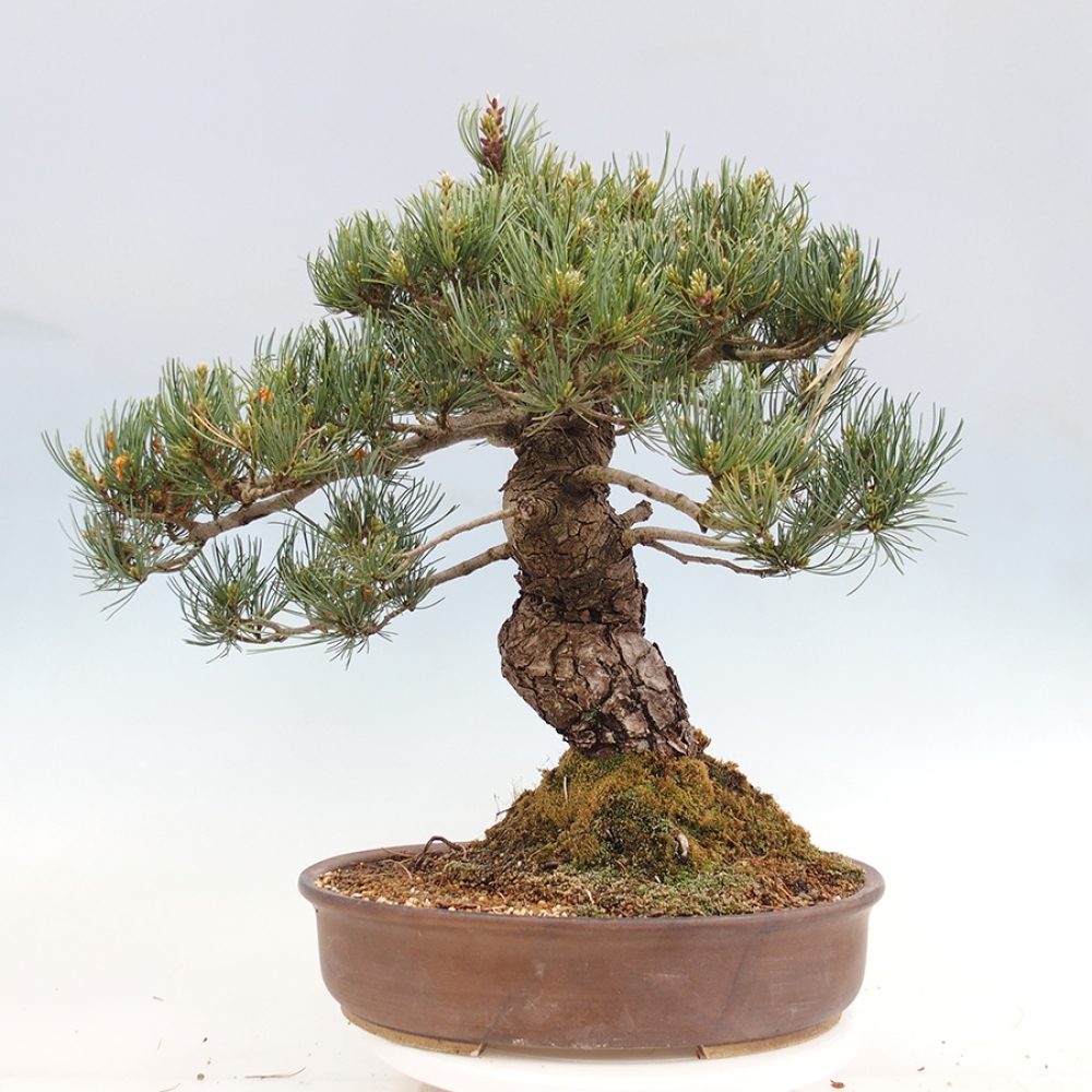 Kültéri bonsai - Pinus parviflora - Pinus parviflora