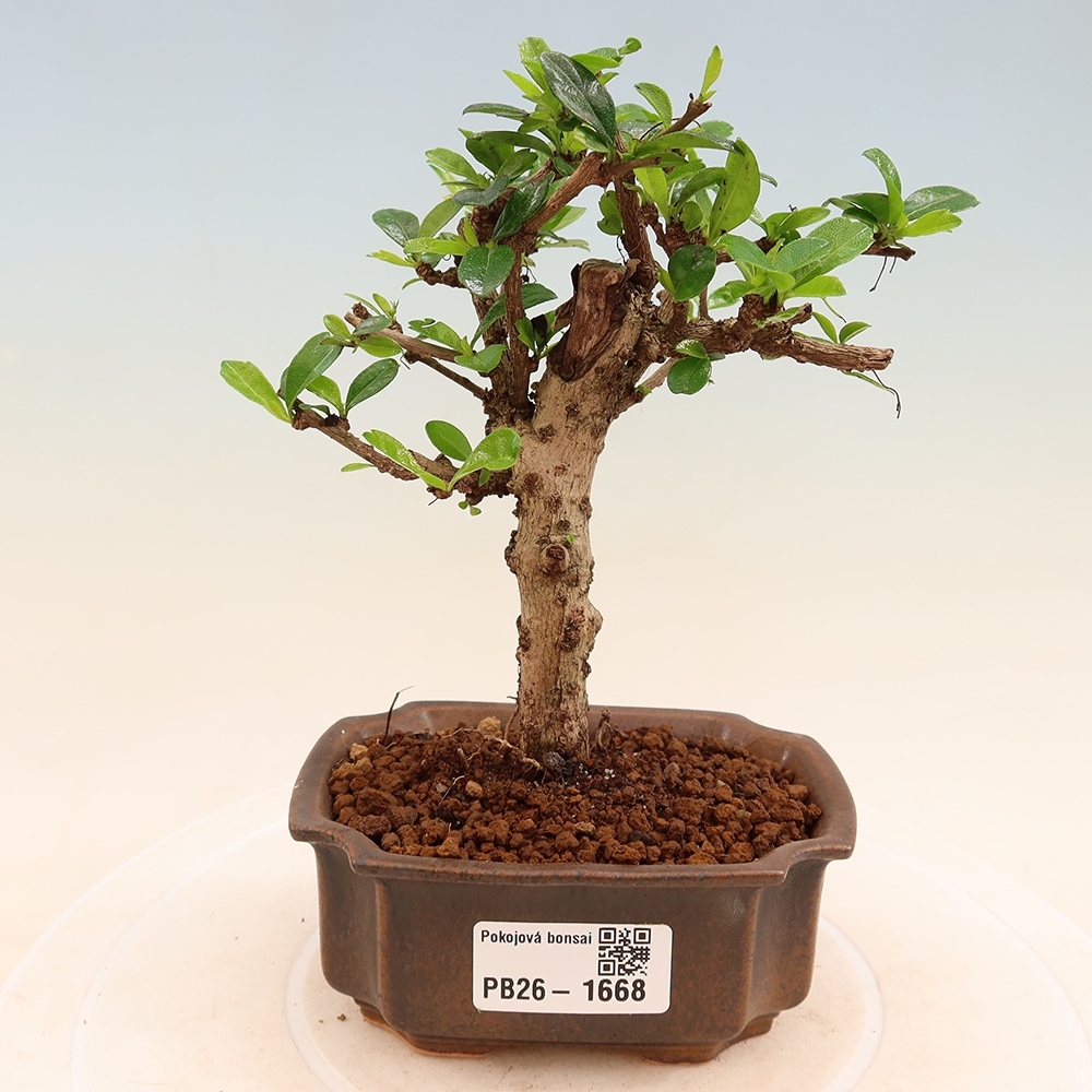 Szobai bonsai - Carmona macrophylla - Tea fuki