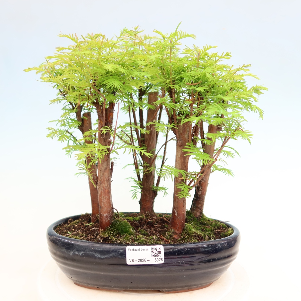 Kültéri bonsai – Metasequoia glyptostroboides – kínai metasequoia – kis erdő