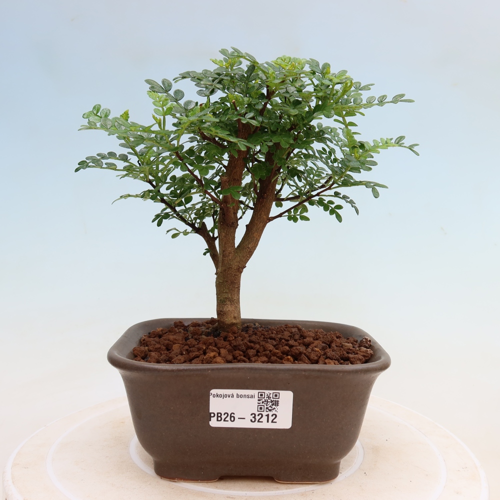 Szobai bonsai - Zantoxylum piperitum - borsfa