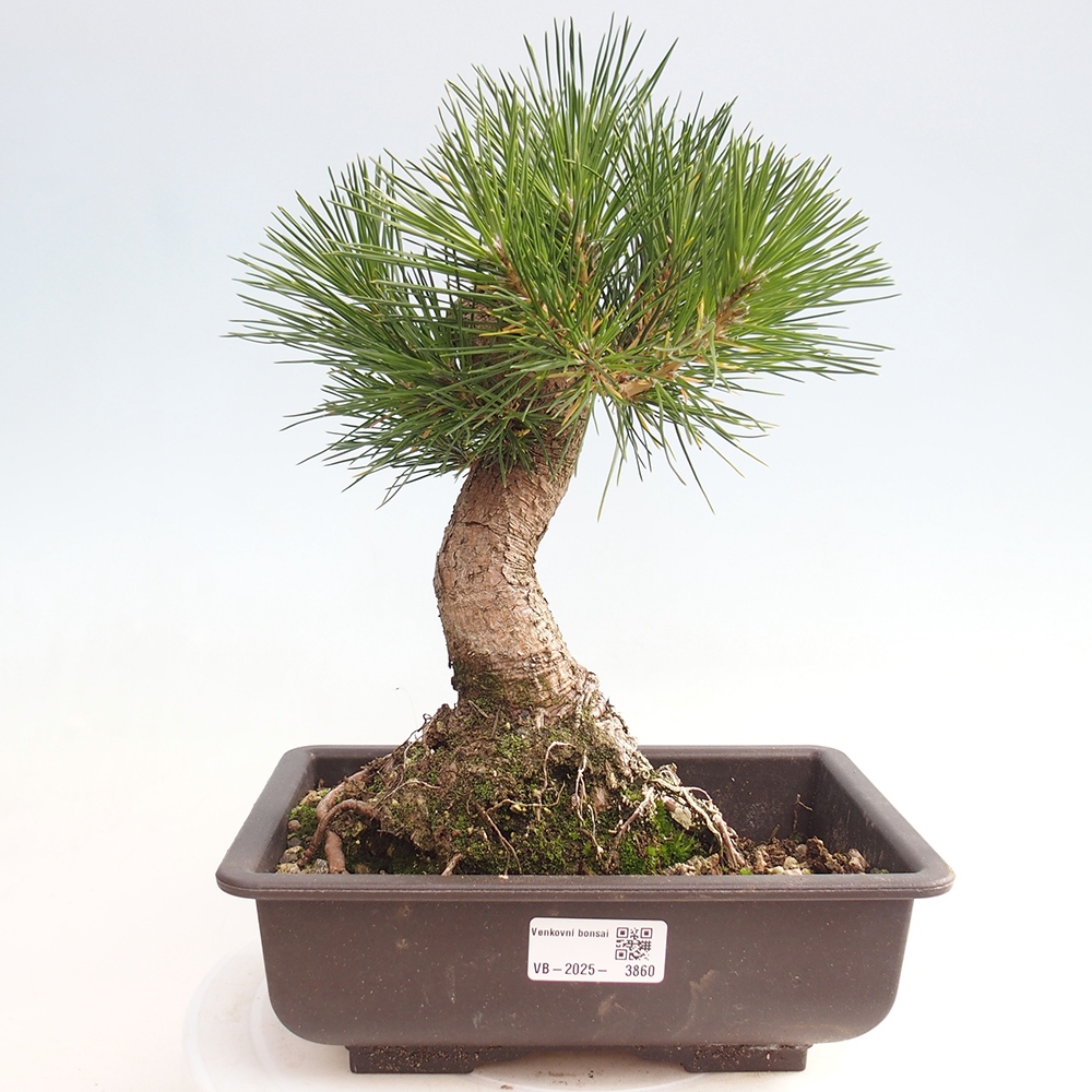 Kültéri bonsai - Pinus thunbergii - Thunberg fenyő