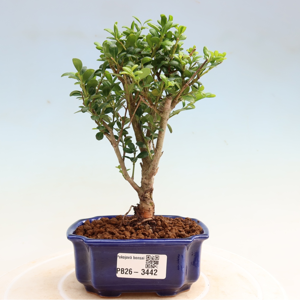 Szobai bonsai - Ilex crenata - Holly