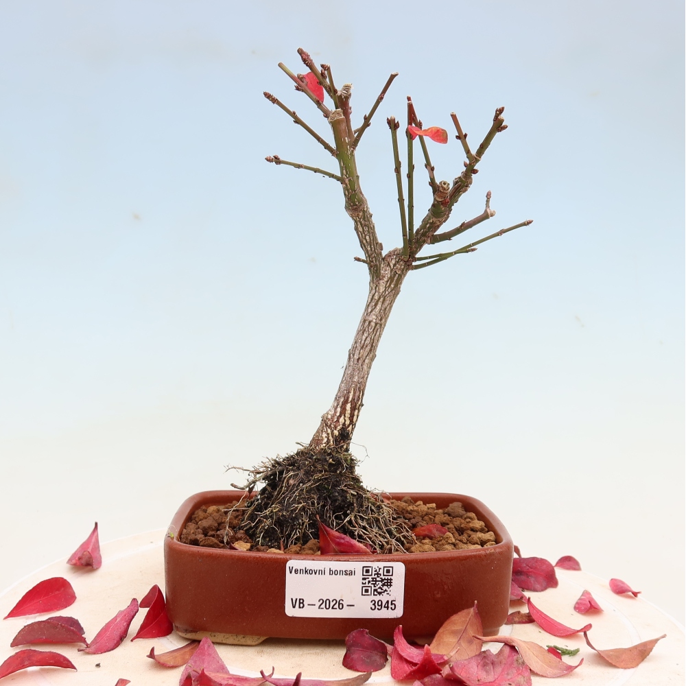 Kültéri bonsai – Euonymus alatus comactus – szárnyas szőlőfa