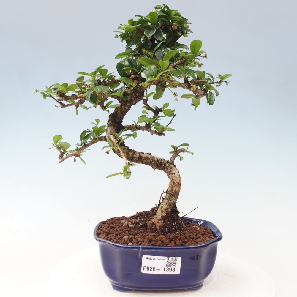 Szobai bonsai - Carmona macrophylla - Tea fuki