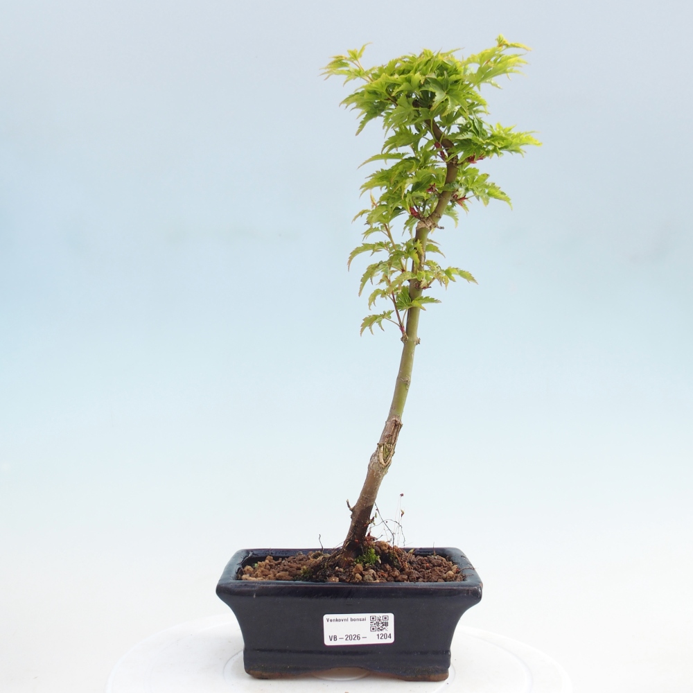 Kültéri bonsai -Javor pálma Acer palmatum Shishigashira