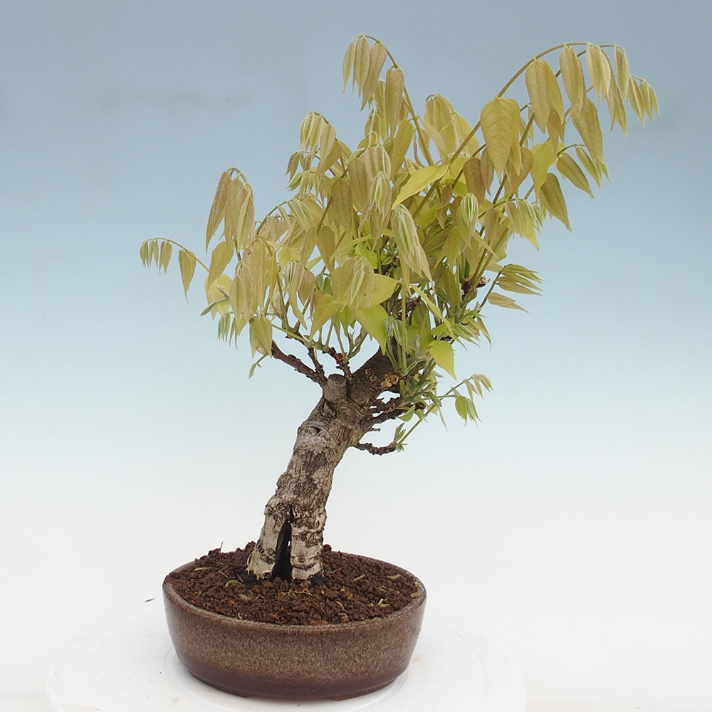 Kültéri bonsai - Wisteria floribunda