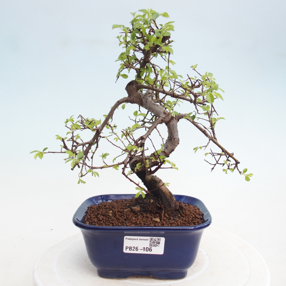 Szobai bonsai - Ulmus parvifolia - Kislevelű szilfa