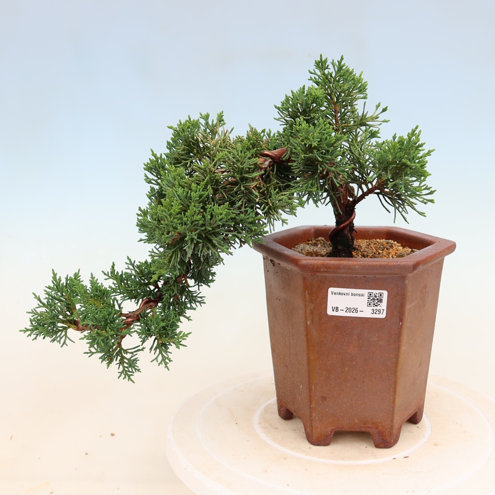 Kültéri bonsai - Juniperus chinensis Kishu