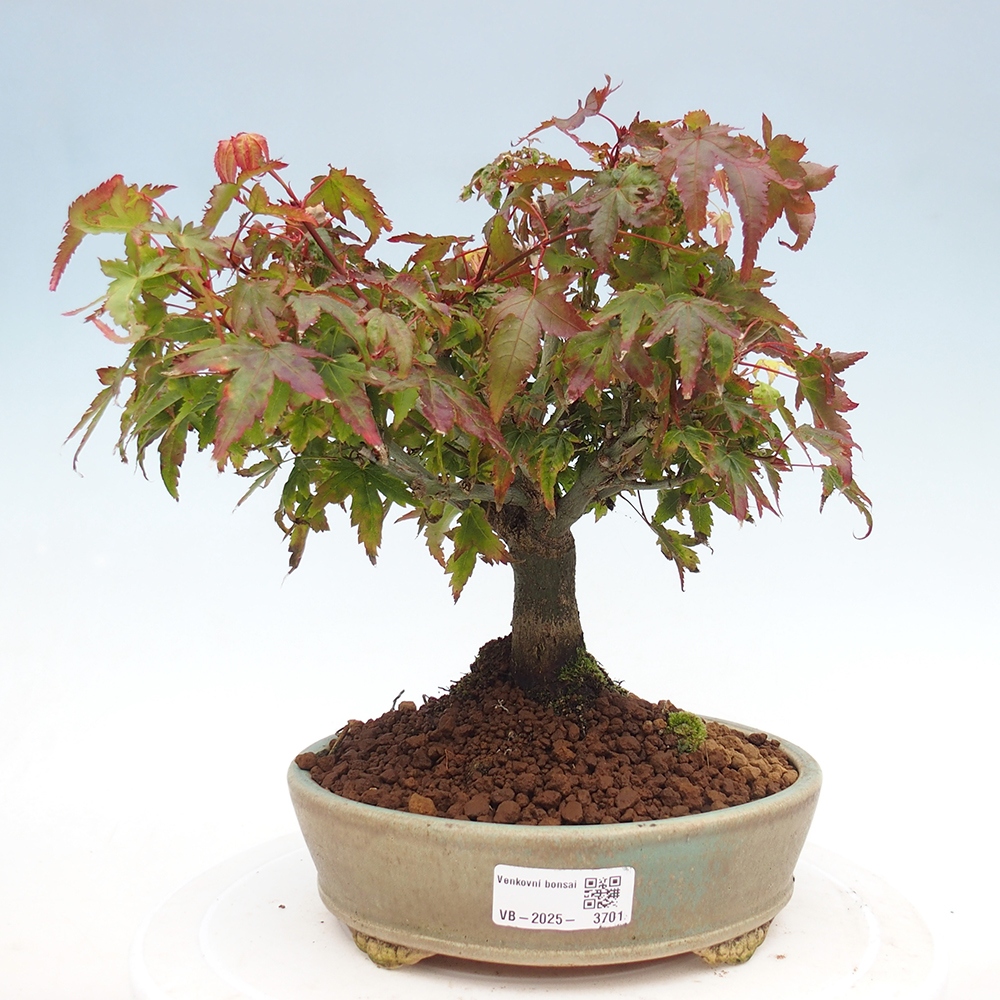 Acer palmatum KIOHIME - Pálma juhar
