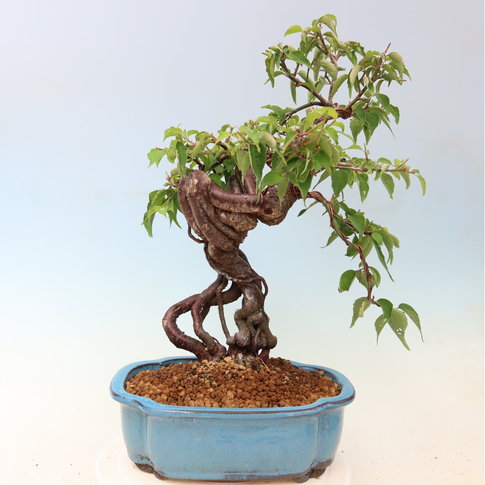 Kültéri bonsai – Japán barack – Prunus Mume