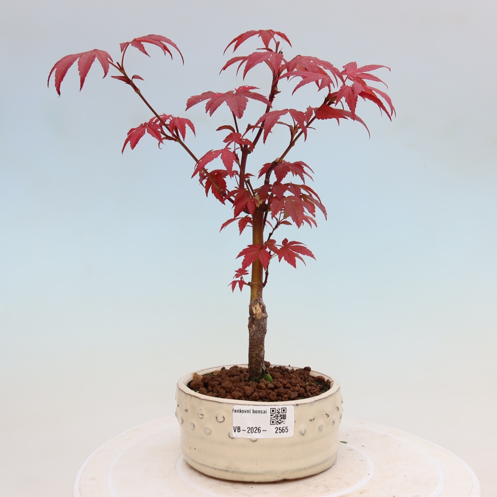 Kültéri bonsai - Acer pálma. Atropurpureum-Javor palmate