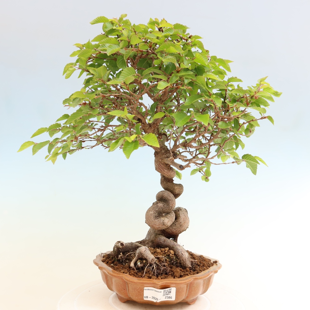 Kültéri bonsai -Carpinus Coreana - Koreai gyertyánfa